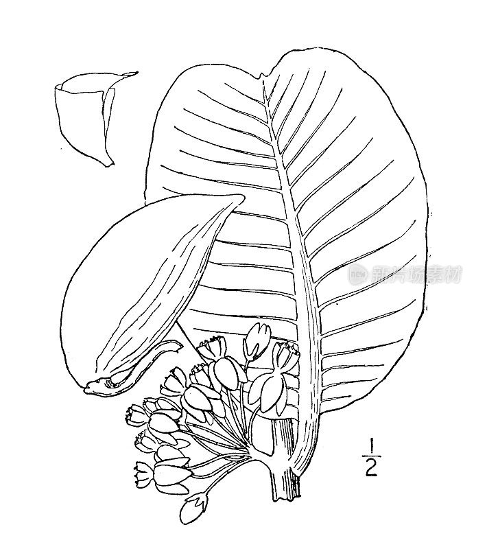古植物学植物插图:大叶Asclepias latifolia，宽叶马利筋